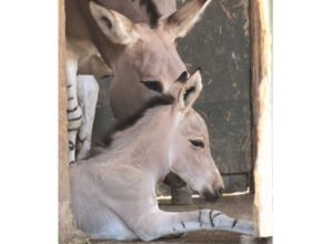 Somali-wild-ass-foal-small