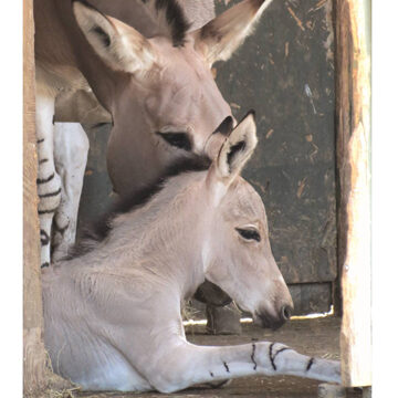 Somali-wild-ass-foal-small Rare equine born at British zoo