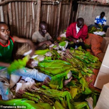 khat_workers_Kenya Let’s think of a future without miraa