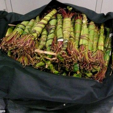 kat1 Anything to declare? Traffickers of plant-based drug khat make no attempt to conceal their cargo as Swiss customs find bundles rammed into three suitcases