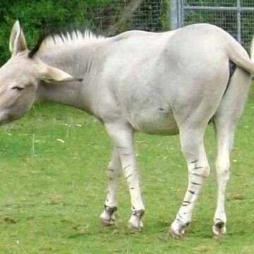 Somali-wild-ass-strikes-pose-Marwell-Zoo-600-px-tiny-May-2013-Darren-Naish-Tetrapod-Zoology Fantastic Asses