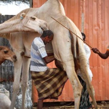 How Do You Like Your Camel Meat?