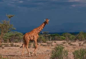 Reticulated-giraffe