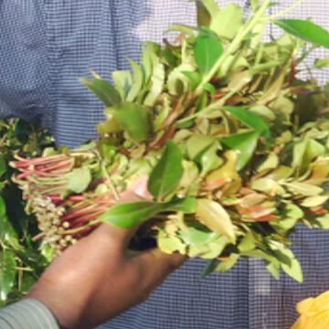 Barking Somali women celebrate the ban of ‘family-destroying’ drug khat