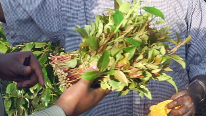 Barking Somali women celebrate the ban of ‘family-destroying’ drug khat