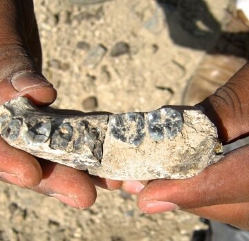 Fossil jawbone pushes back human evolution at least 400,000 years