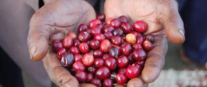 Ethiopia_Coffee_Cherries