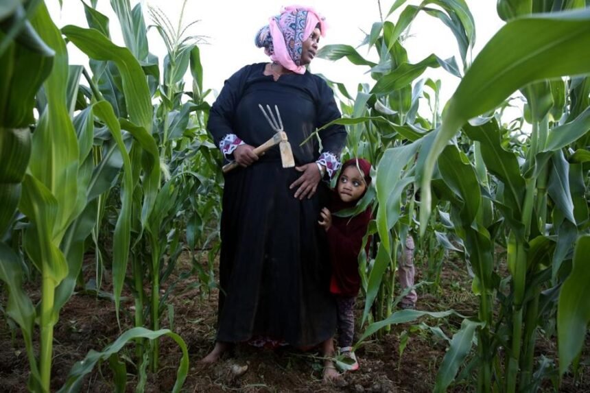 Somali refugees find a farming oasis — in Maine