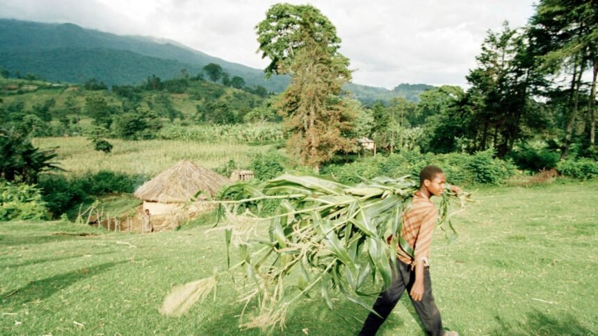 Innovators and entrepreneurs will unlock Africa’s agribusiness promise