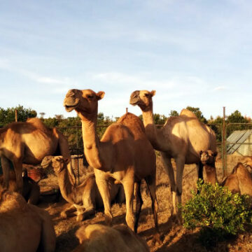 camels1 With refrigerated ATMs, camel milk business thrives in Kenya