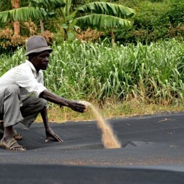 Kenya_Agriculture Kenya receives $250 million from World Bank to fund climate smart agriculture