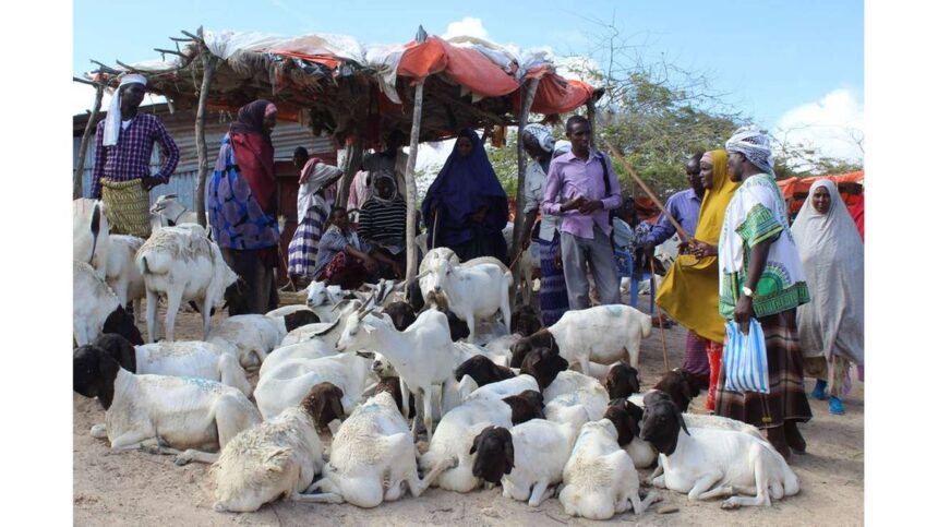 market FAO launches $17m project to enhance food security in Somalia