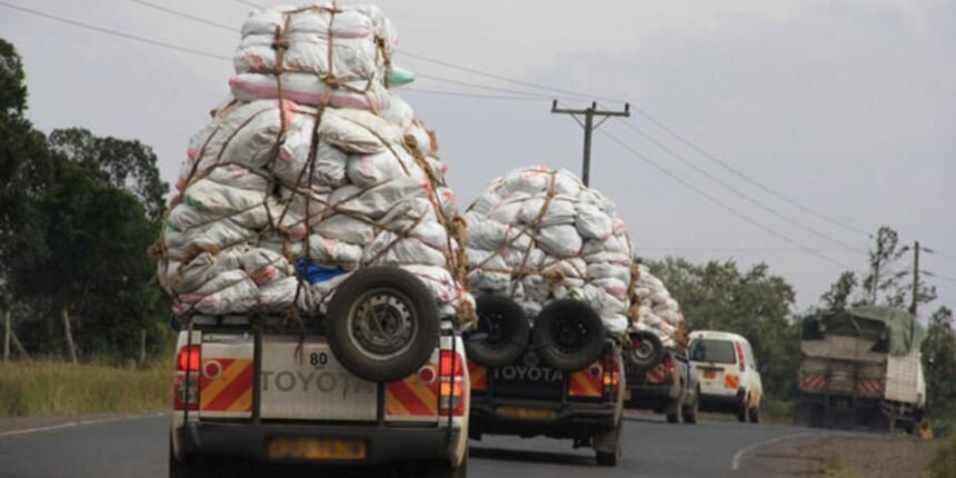 Kenya exports Sh220 million worth of miraa to Somalia in four days