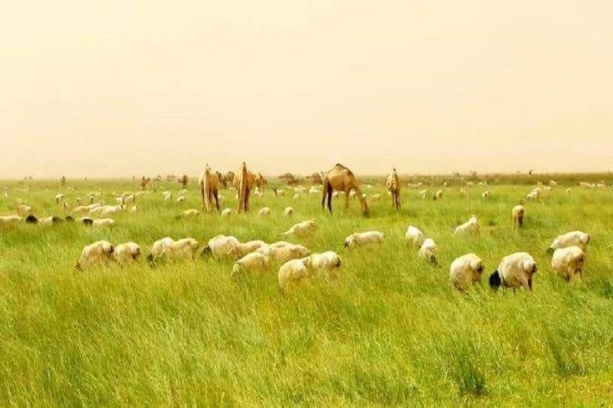 GANACSIGA XOOLUHU WAA KU KHAMAAR XOOLO-DHAQATADA