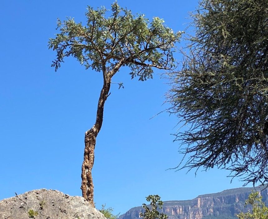 The Somali gold rush endangering frankincense and myrrh