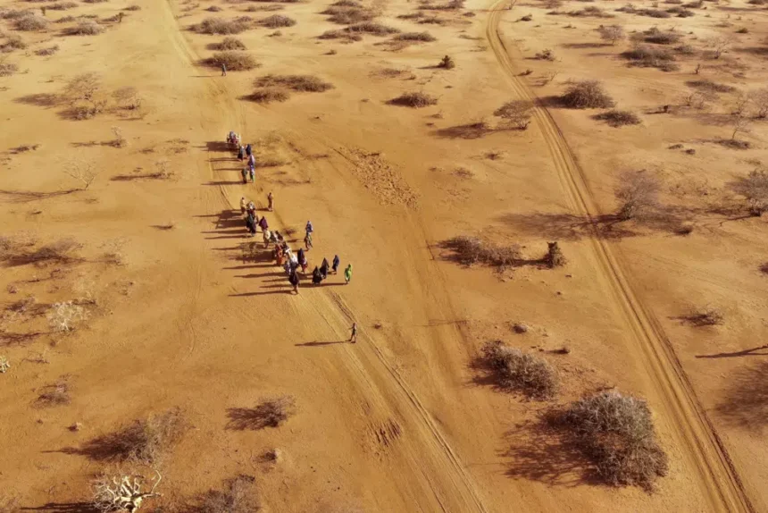 43,000 estimated dead in Somalia drought last year