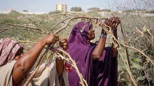 The Role of Nomadic Somali Women in Conflict Mitigation and Livestock Recovery