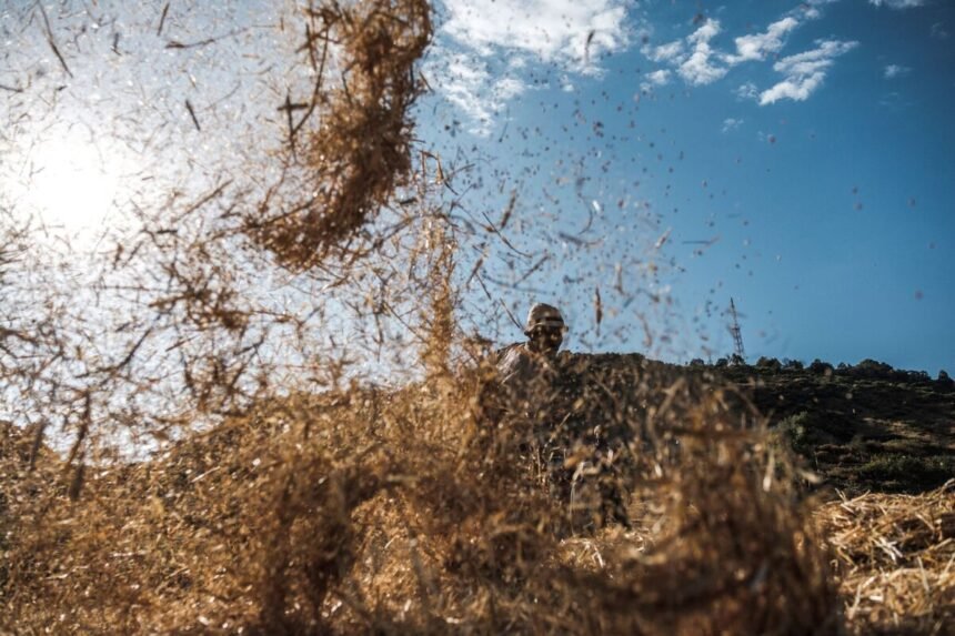 Ethiopia is Producing Surplus Wheat for Export After Drive to Boost Output