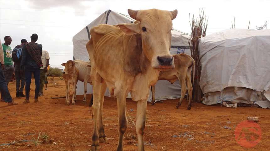 Ethiopia’s food insecurity deepens with four million at risk of emergency hunger