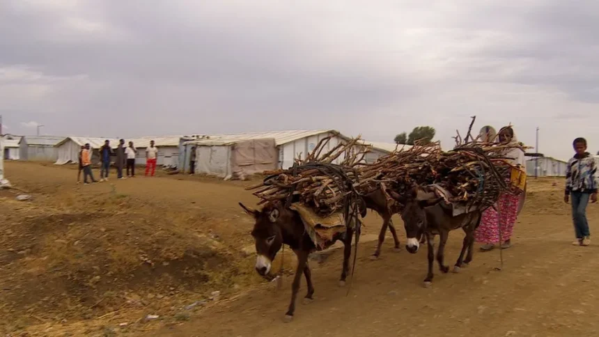 Ethiopia: UK warns of food crisis triggered by war and drought