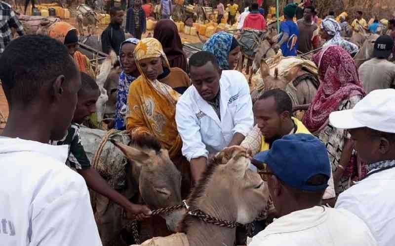 Porous Moyale Border Poses Threat To Kenya, Ethiopia Donkey Populations 