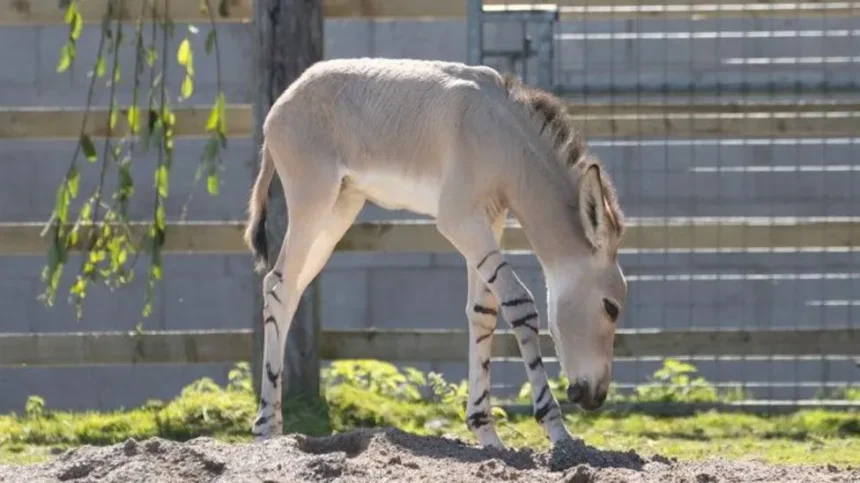 Rare Somali wild ass foal born at safari park