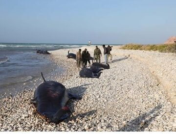 More than 100 dead dolphins found on Somali coast, cause a mystery