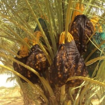 Beeraleyda Bari oo 5 sano kaddib goostay dalagga timirta oo ay faa’iido dhaqaale ka heleen