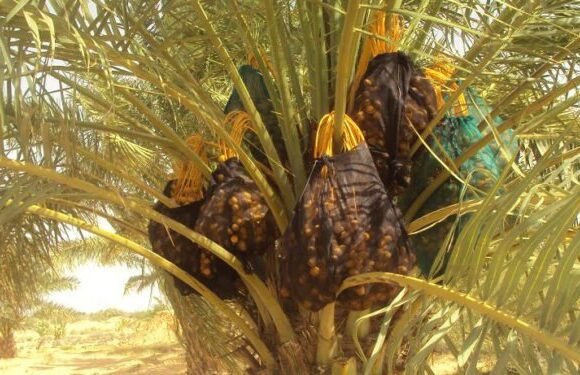 Beeraleyda Bari oo 5 sano kaddib goostay dalagga timirta oo ay faa’iido dhaqaale ka heleen