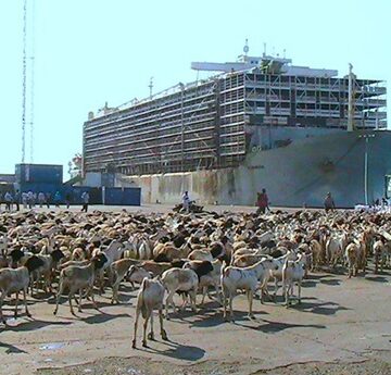 Hajj Market Disruptions and Climate Stress in Somalia’s 2026 Livestock Export Decline