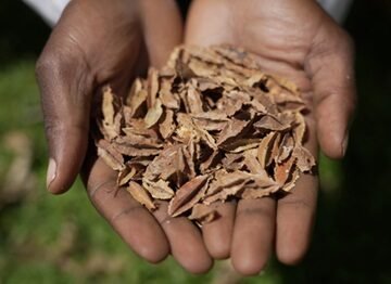 Who can share seeds? As climate change and counterfeits hurt Kenyan farmers, it’s a growing question