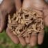 Who can share seeds? As climate change and counterfeits hurt Kenyan farmers, it’s a growing question