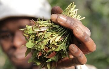 CS Kagwe doubles prices of export grade miraa after farmers’ boycott