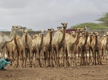 Somalia’s camel milk revolution is improving nutrition and creating jobs