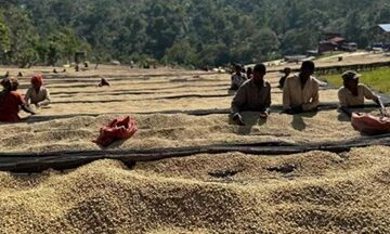 Ethiopian-Yirgacheffe coffee beans Ethiopian Coffee Association issues urgent alert as global prices fall, warns of ‘severe financial risk’ from hoarding