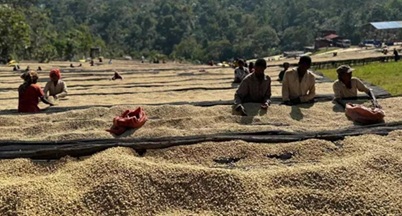 Ethiopian-Yirgacheffe coffee beans Ethiopian Coffee Association issues urgent alert as global prices fall, warns of ‘severe financial risk’ from hoarding
