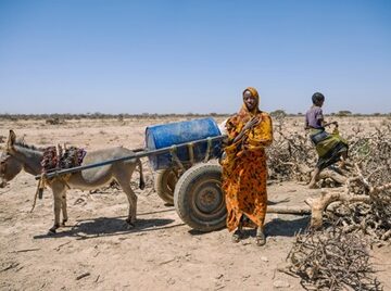 Ethiopia- fcadde- donkey water cart The myrrh tree that’s key to luxury perfumes and African incomes is threatened by drought