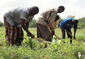 Solar irrigation enables Jubbaland farmers to harvest again