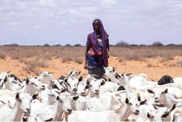 Drought and displacement affect millions in Somalia and Ethiopia