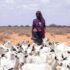 Drought and displacement affect millions in Somalia and Ethiopia