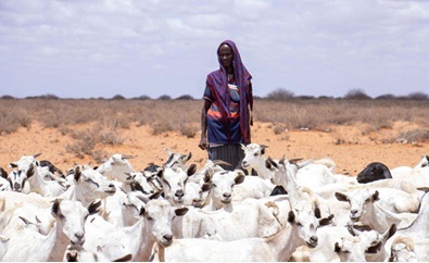 Mudug- Tahliil Abdulahi- failed rains Drought and displacement affect millions in Somalia and Ethiopia
