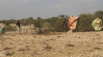 Mudug- Daajimaale Pastoralist hit by severe drought Vulnerable Mudug families left behind in drought-hit village