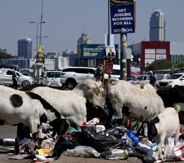 Johannesburg- Goats forage waste- Alexandria township How Africa’s biggest cities are grappling with mounting waste and shrinking space